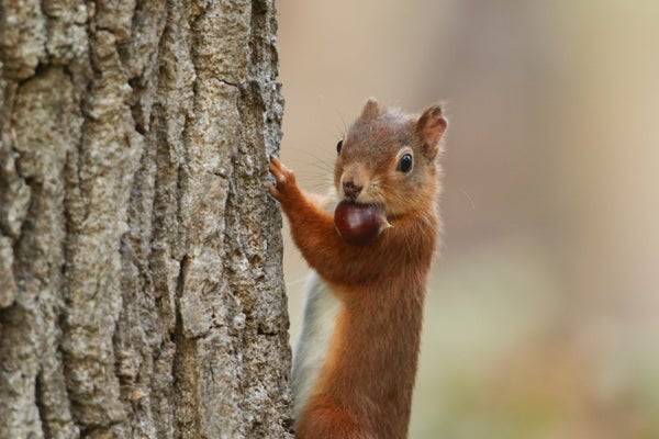 A cute red squirrel climbing up a tree trunk with a chestnut in its mouth
