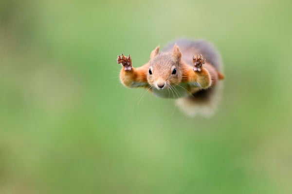 A squirrel with reddish hair flies through the air.